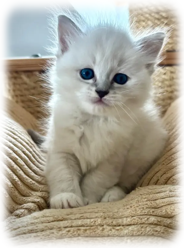 Ragdoll cats Ragdoll