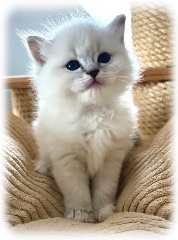 Ragdoll cats Ragdoll