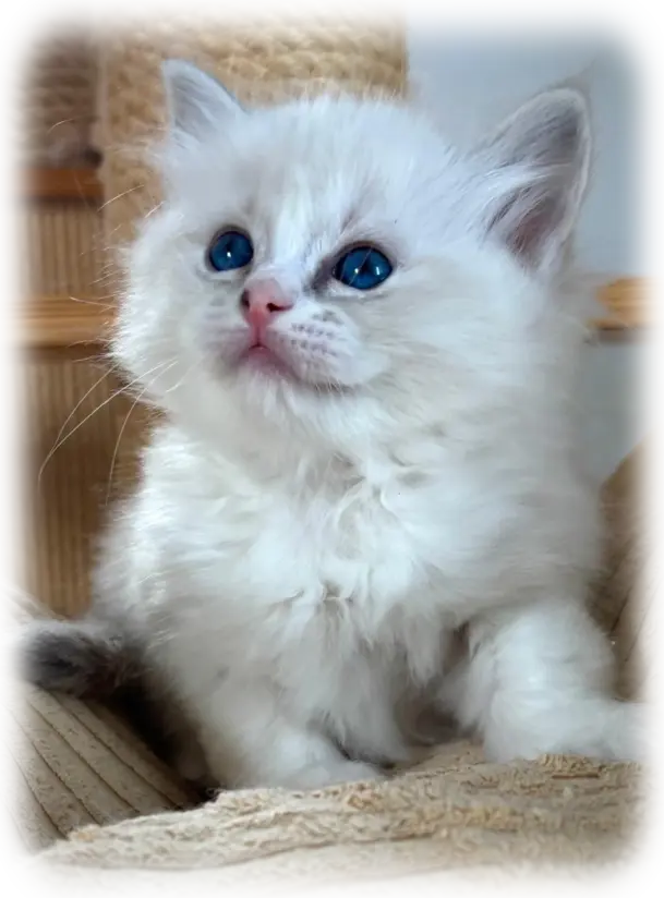 Ragdoll cats Ragdoll