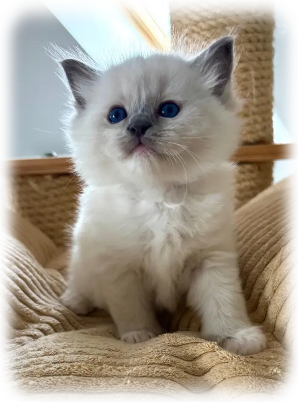 Ragdoll cats Ragdoll