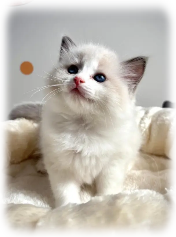 Ragdoll cats Ragdoll